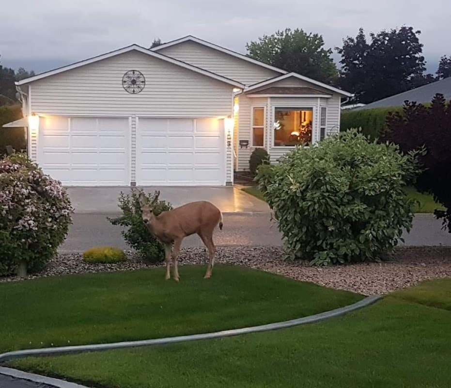 Sunrise Village - Community Directions Map - Photo 1