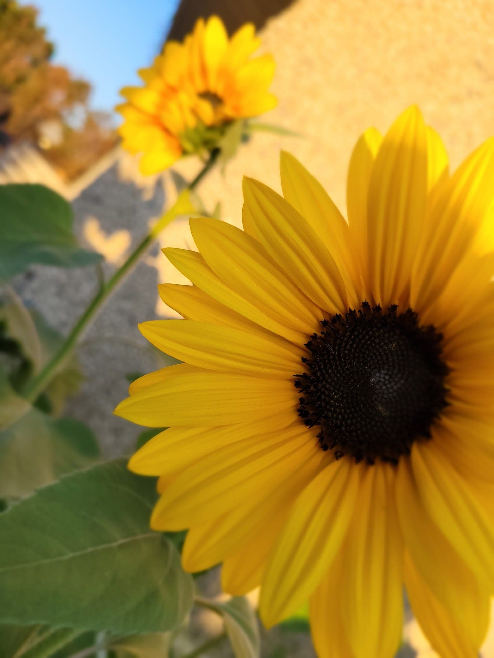 Rise and Shine Senior's Support Services (photo: Rise and Shine Senior's Support Services, via Google)